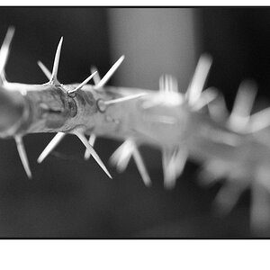 Rosenstiel Detailaufnahme in SW