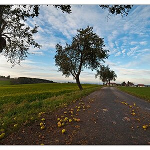 Fallobst liegt auf den Strassen