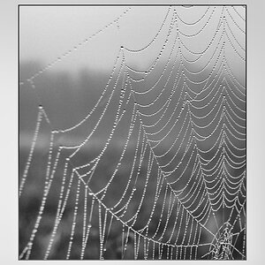 Spinnennetz im Morgentau