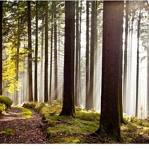 lichtdurchfluteter Wald