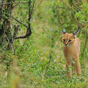 acomp Kenia 20111018 20627