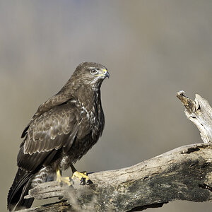 bussard 04