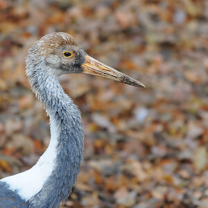 Junger Weissnackenkranich
Tiergarten Nürnberg