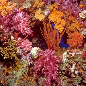 Rotes Meer 01f