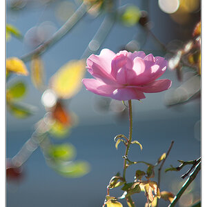 Bokeh 1