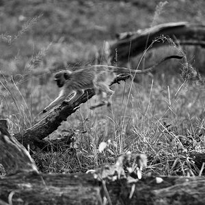 2012 Botswana-Sambia Fotoreise / Workshop mit Stefano Levi