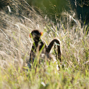 2012 Botswana-Sambia Fotoreise / Workshop mit Stefano Levi