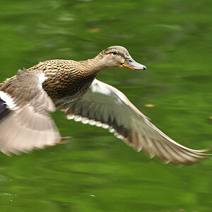 2011 04 26 DSC 0836 1024