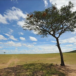 acomp Kenia 20111015 10051aa