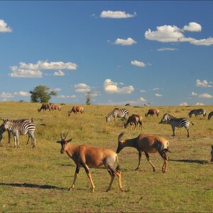 acomp Kenia 20111021 29285