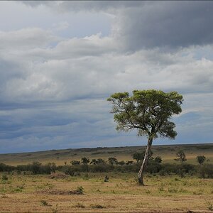acomp Kenia 20111018 20887