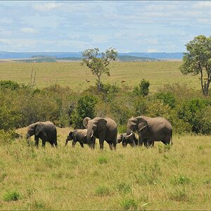 acomp Kenia 20111015 12478