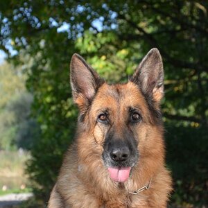 Schäferhund