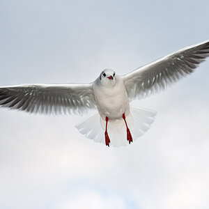 Lachmöwe