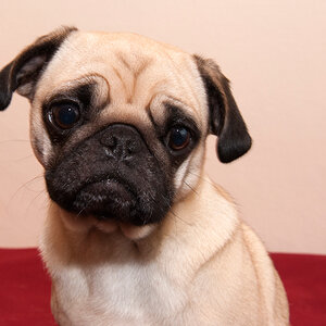 Frieda