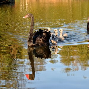 Schwanenfamilie im Wurmtal Naherholungsgebiet Übach-Palenberg