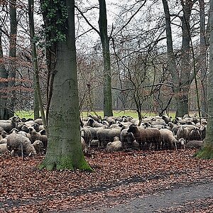 Schafe im Halteverbot