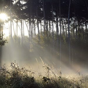 Nebel 5
