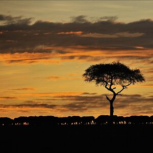 acomp Kenia 20111018 17393