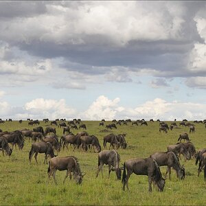 acomp Kenia 20111018 20871a
