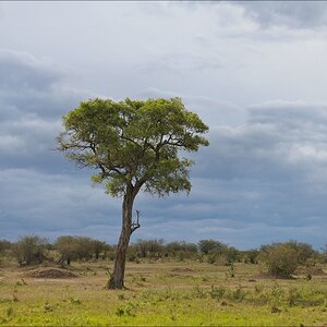 acomp Kenia 20111018 20881