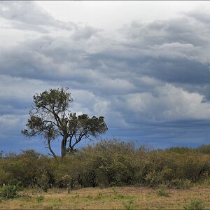acomp Kenia 20111018 20894