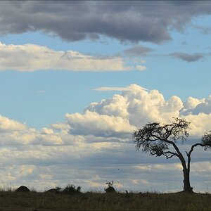 acomp Kenia 20111018 20906