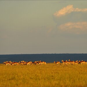 acomp Kenia 20111021 29111