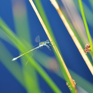 Libelle