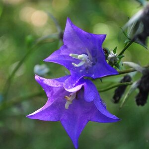 Blüte