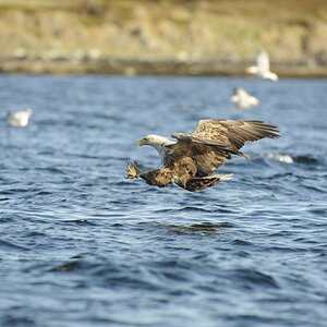 Seeadler 01