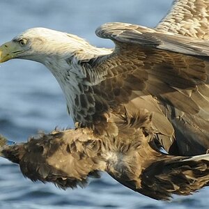 Seeadler 01 100 Prozent