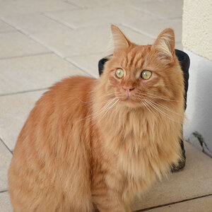 ein netter Kater zu Besuch