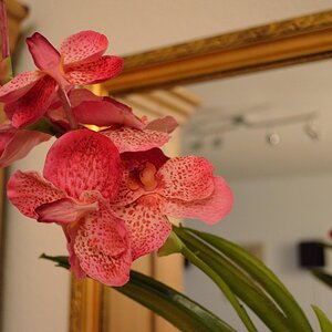 Orchidee