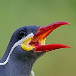 Inkaseeschwalbe