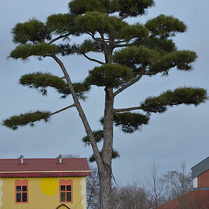 Schlosspark 2011 12 29 28