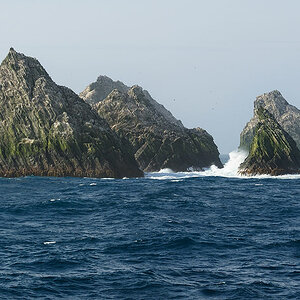 shagrock3