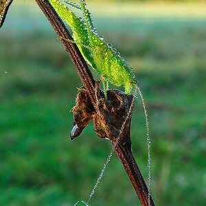 GemeineSichelschrecke PhaneropteraFalcata