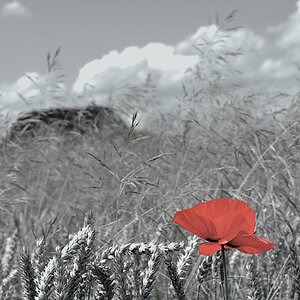 Mohnblume
