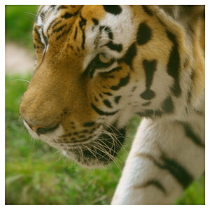 ZOO Hannover, "streunender Tiger" durch ein verschmutztes Fenster fotografiert.
