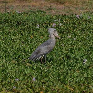 Schuhschnabelstorch
Murchison Falls
Beispielbild für 200-400 Thread
2910
