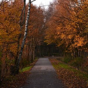 Waldweg