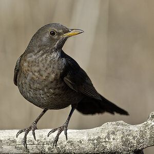 amsel 03