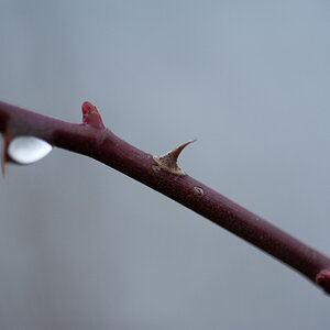 Testbild D700 - Sigma 150 2.8 HSM