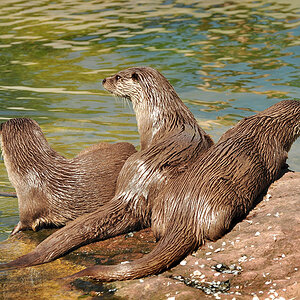 DSC 4522 3Otter1000