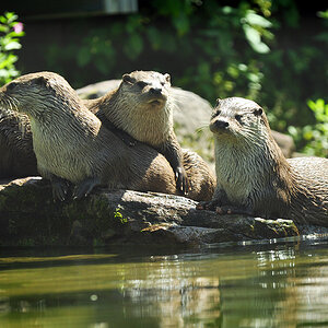 DSC 4533 Otter
