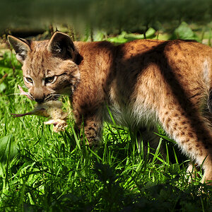DSC 4588 Lux juv 1000