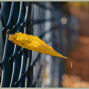 Haengendes Blatt 01