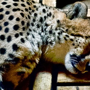 gepard