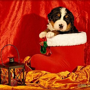 Berni Welpe - weihnachtlich